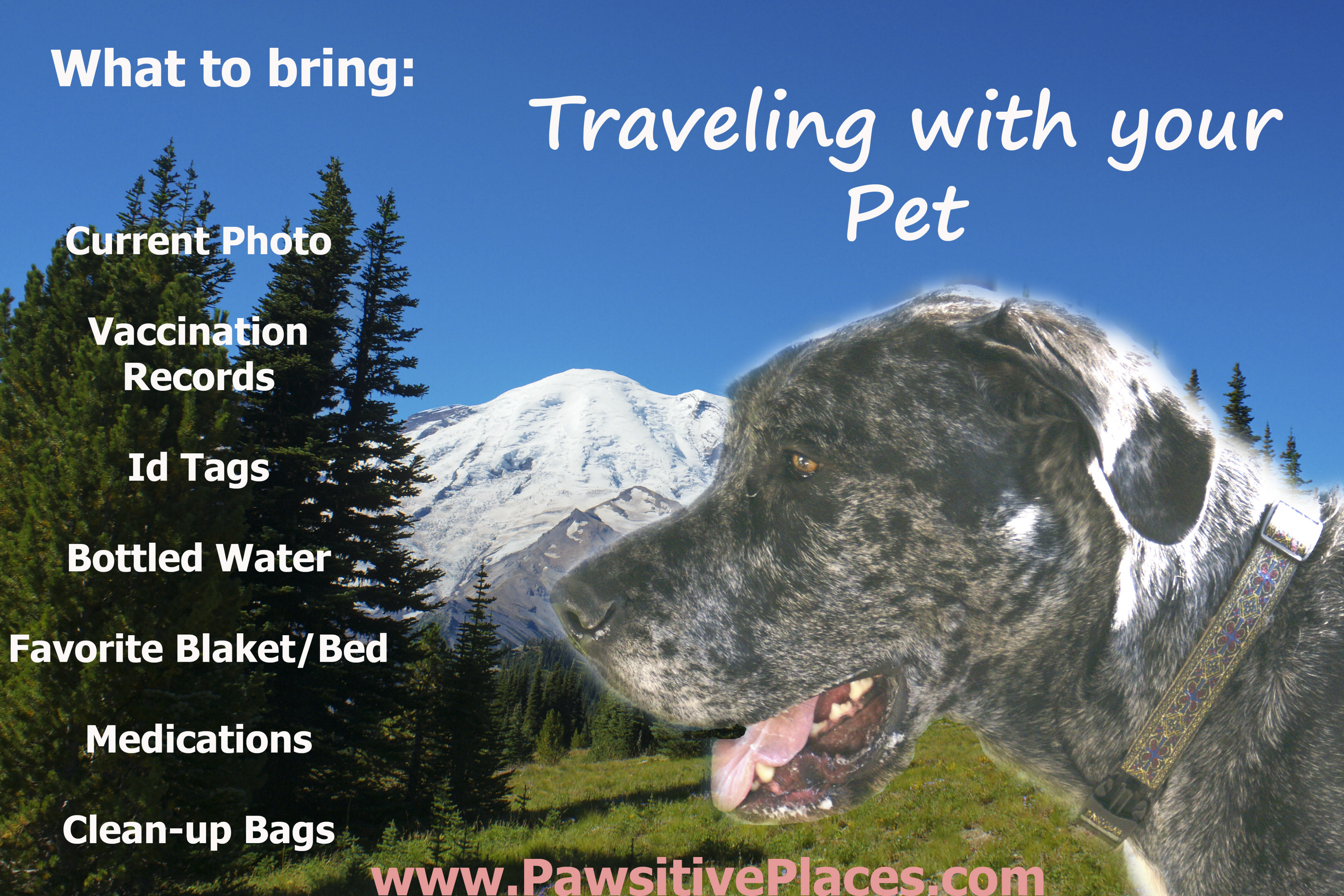  Travel Tips for Pets
